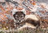 Le renard arctique
