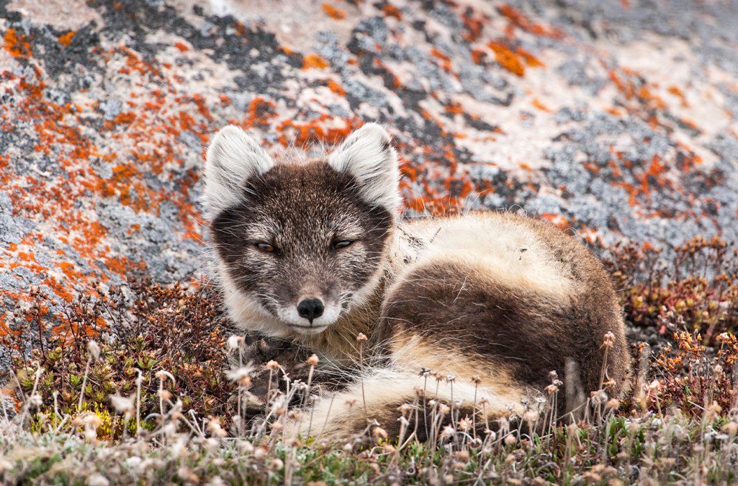 Le renard arctique