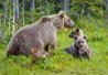 L’ours brun