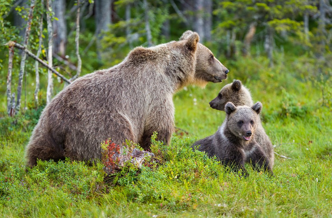 L’ours brun