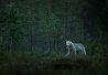 Le loup