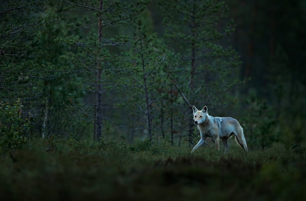 Le loup