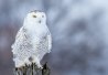 Le harfang de neiges