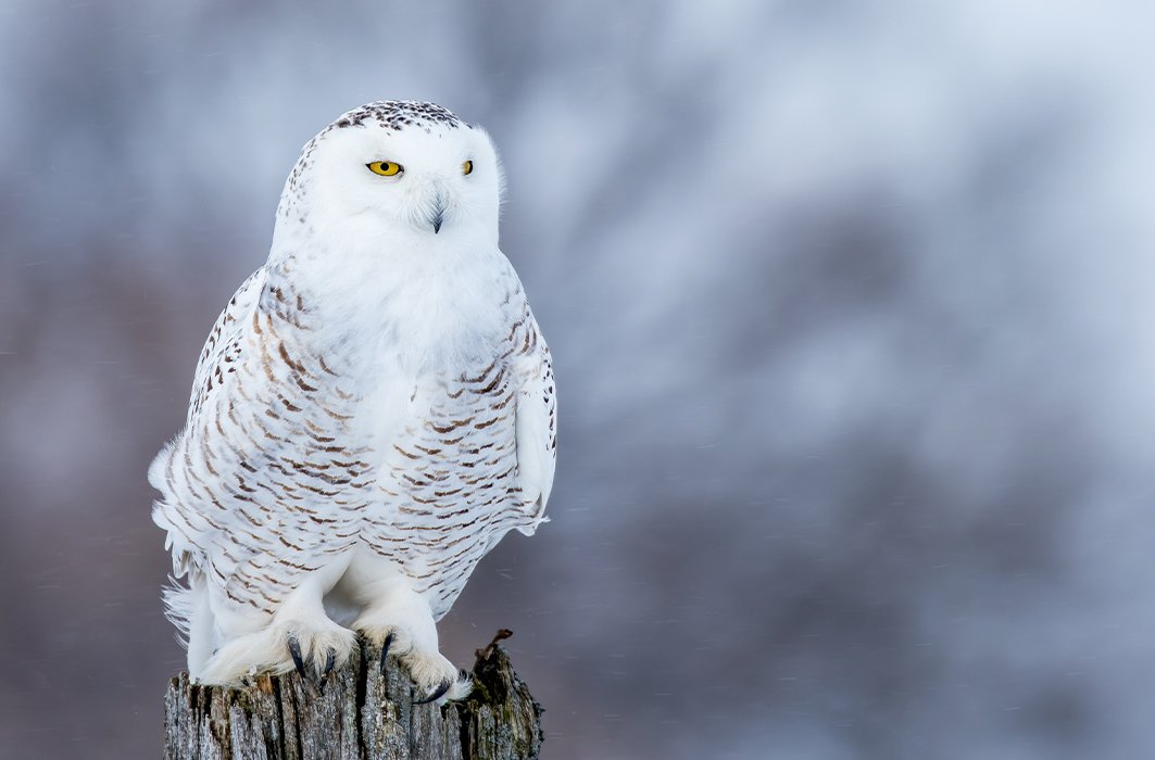 Le harfang de neiges