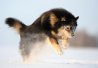 Le chien finnois de Laponie