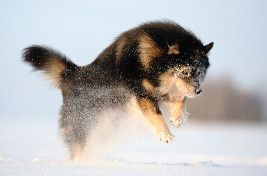 Le chien finnois de Laponie