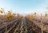Les vignobles scandinaves
