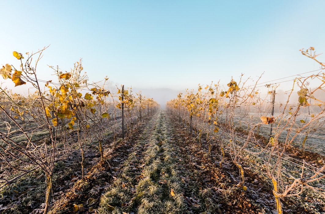 Les vignobles scandinaves