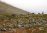  Kungsleden, le chemin du roi