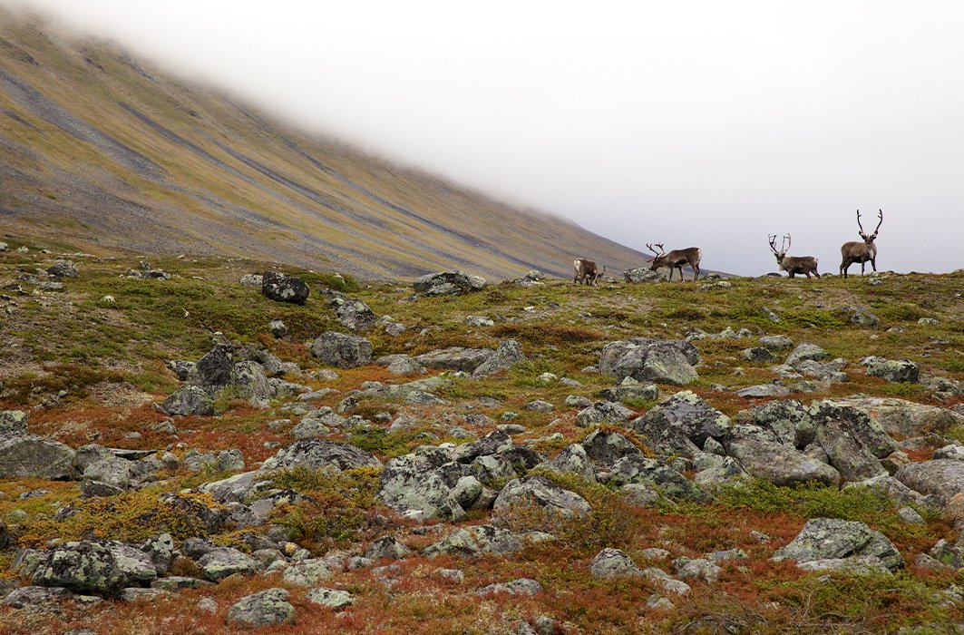  Kungsleden, le chemin du roi
