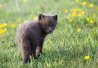 Renard arctique