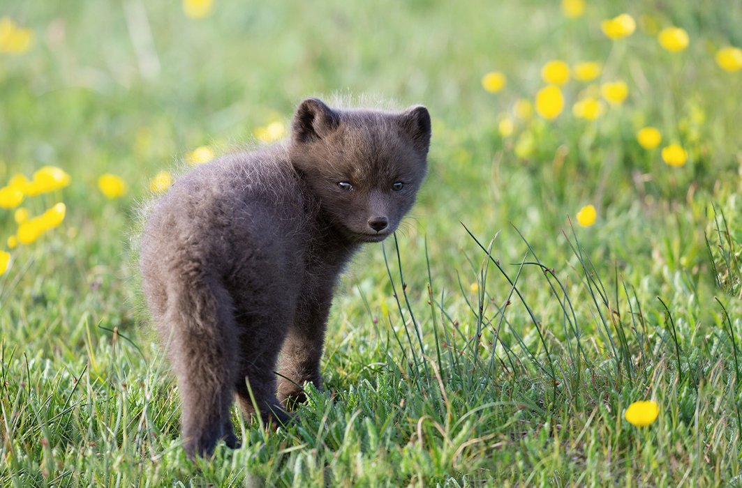 Renard arctique