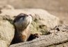 Loutre de rivière