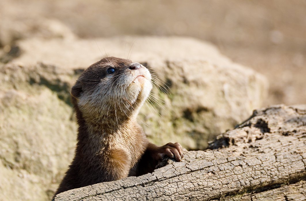 Loutre de rivière