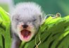 Furet
