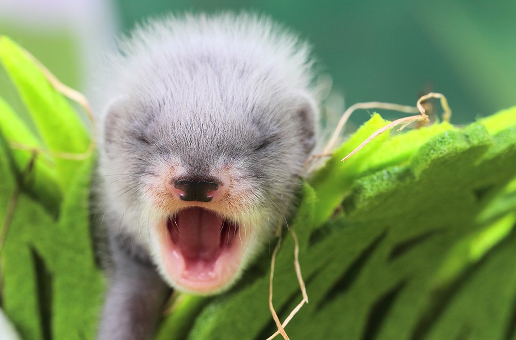 Furet