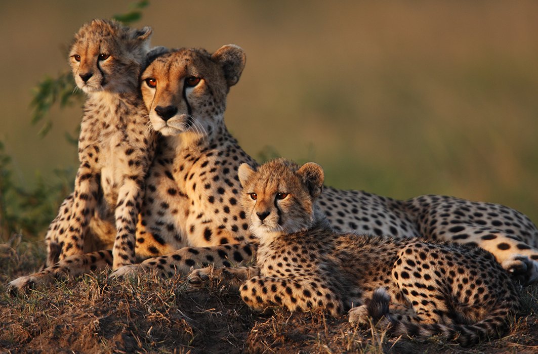 Guépard