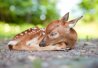 Cerf