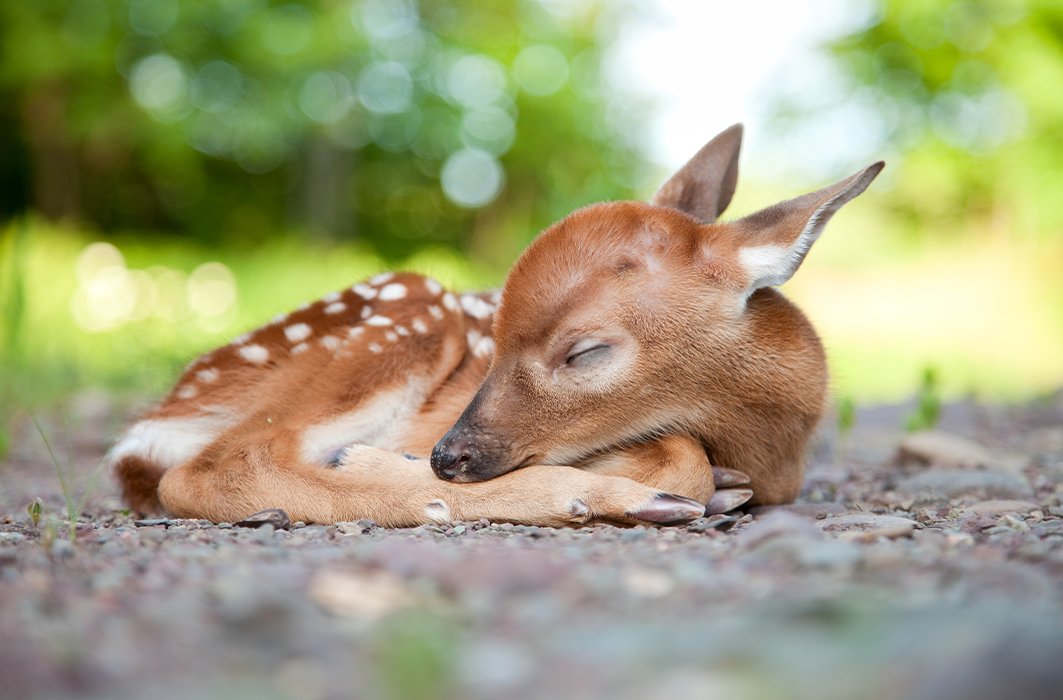 Cerf