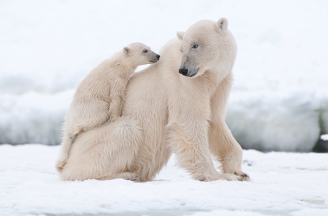Ours polaire