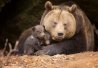 Grizzly