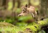 Lynx