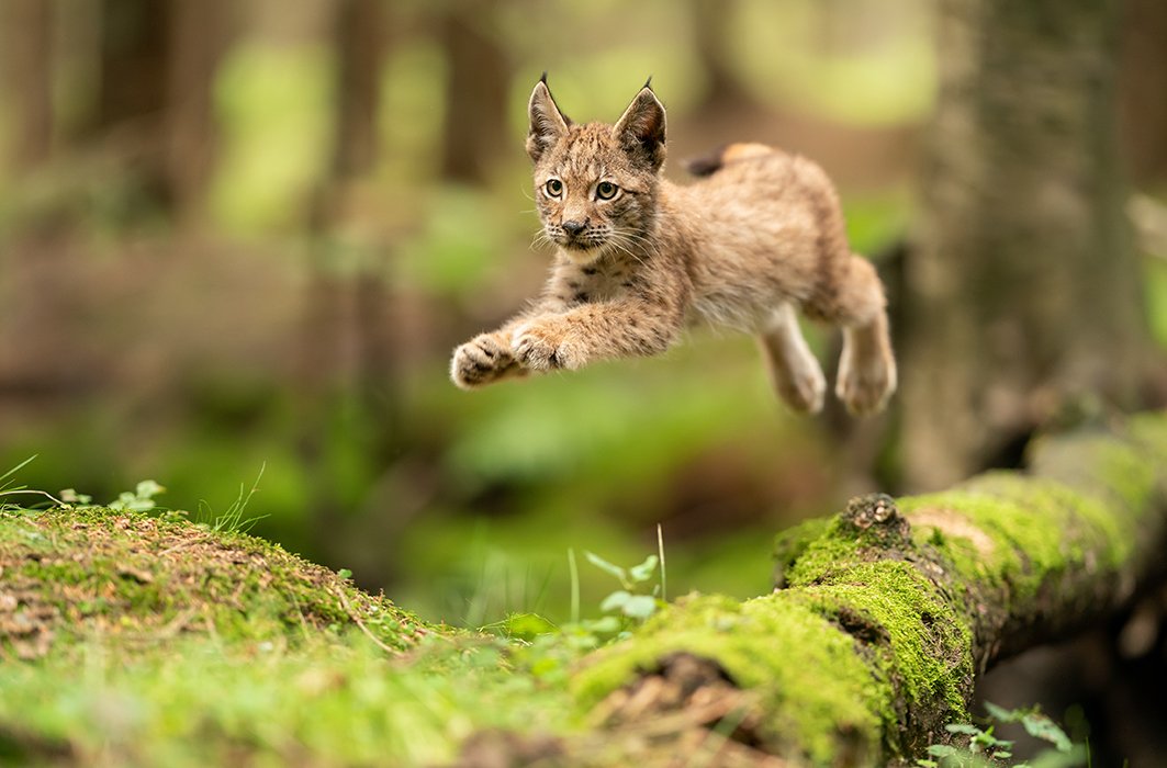 Lynx
