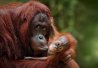 Orang-outan