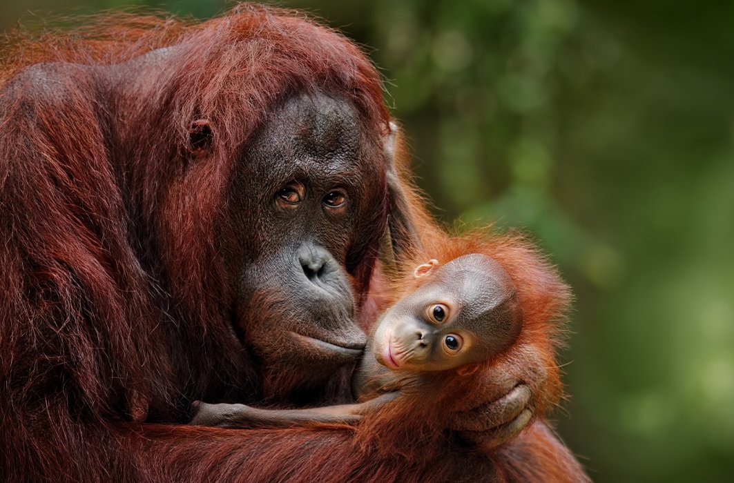 Orang-outan