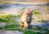 Tigre