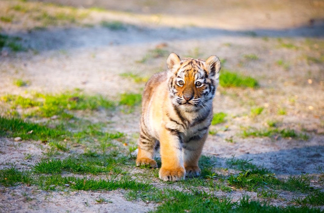 Tigre