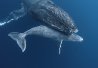 Baleine à bosse
