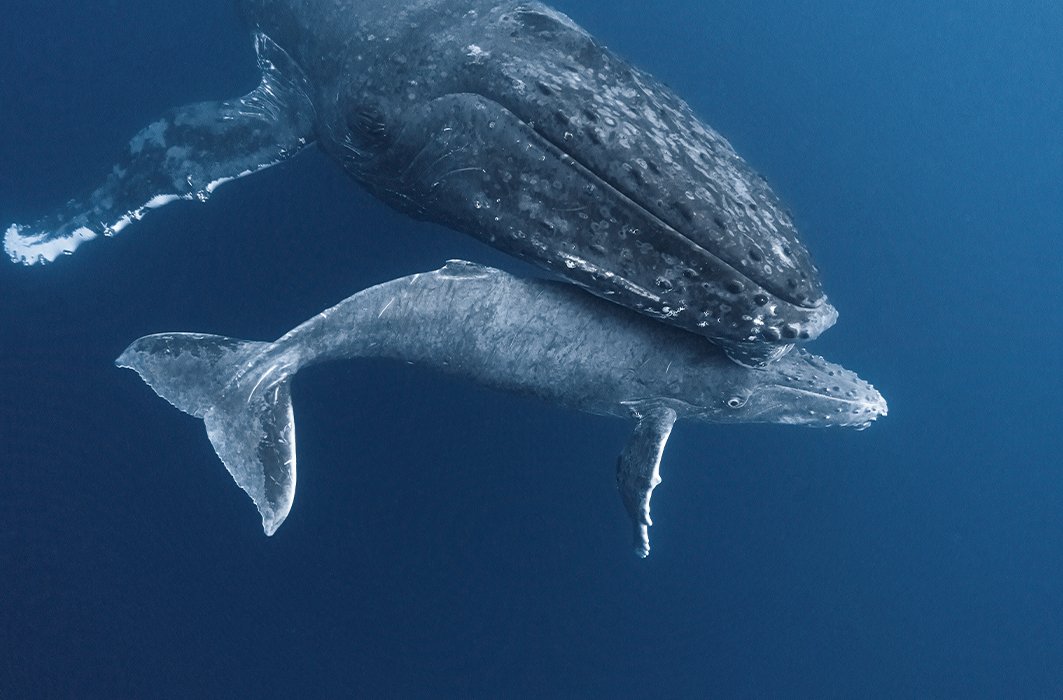 Baleine à bosse