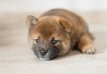 Shiba inu