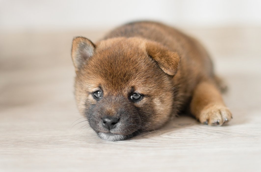 Shiba inu