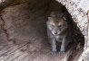 Loup gris