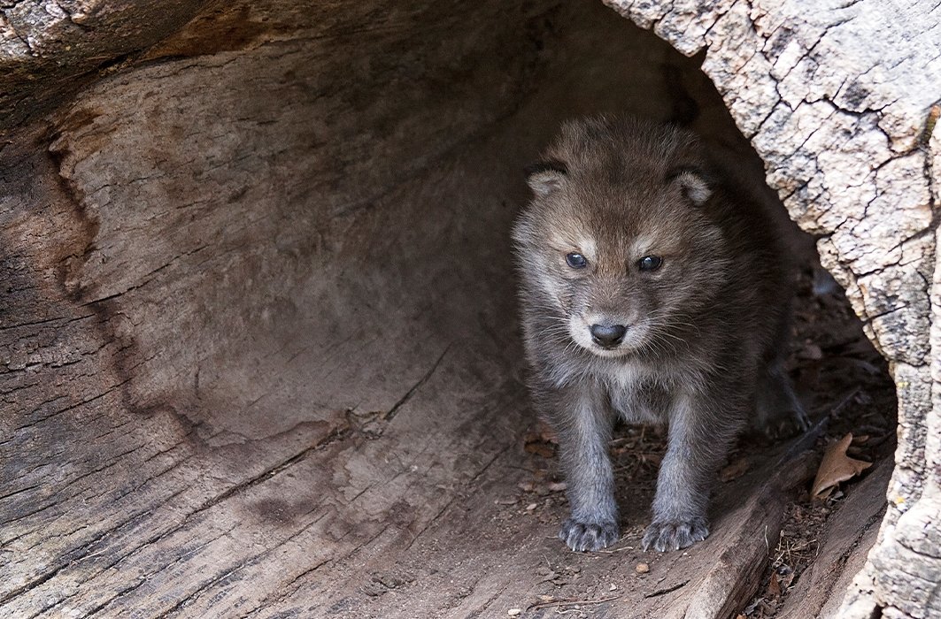 Loup gris