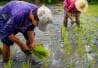 Planter le riz
