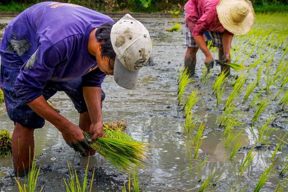 Planter le riz