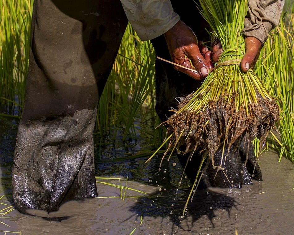 Attacher les pousses