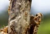 Connaissez-vous les termites?