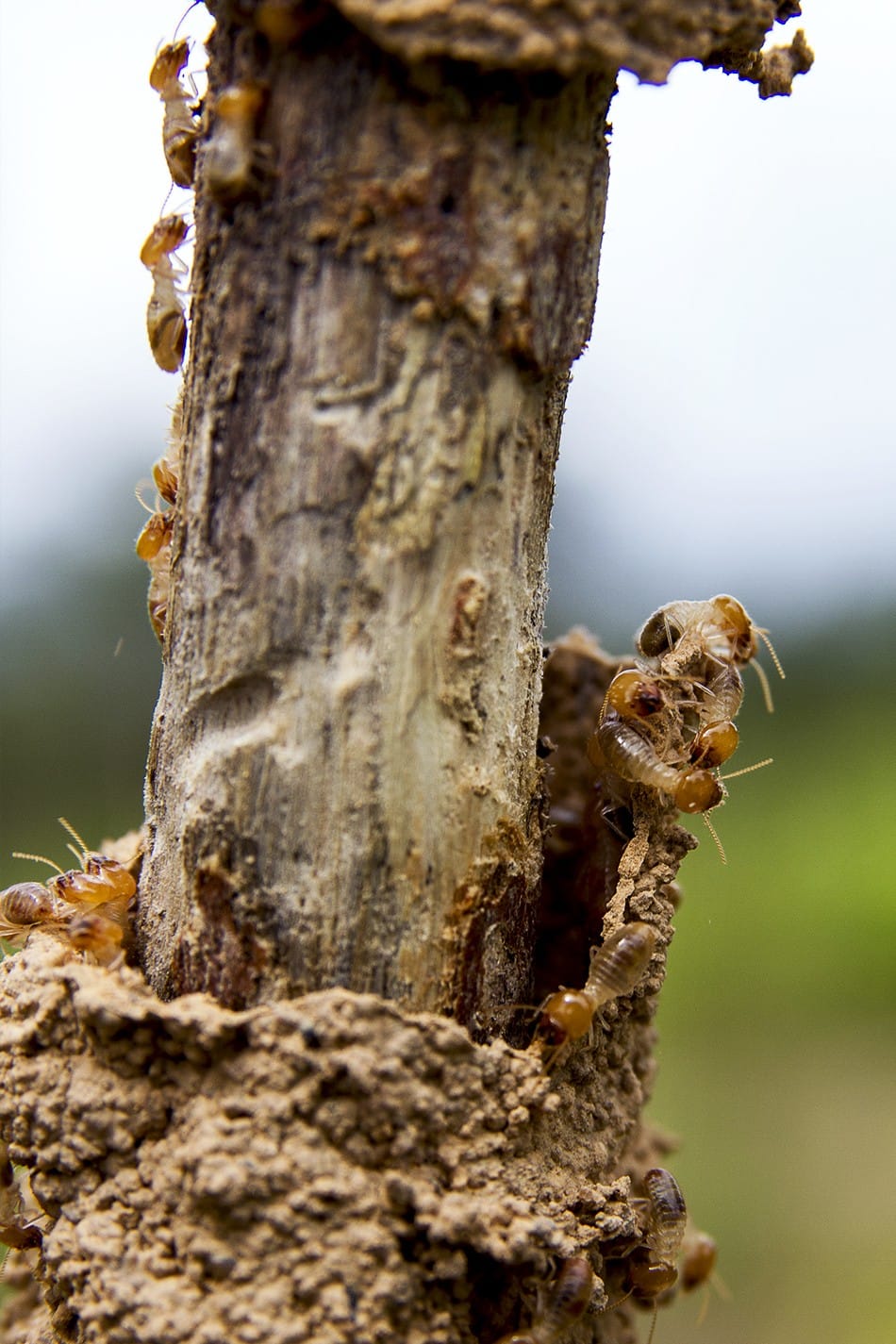 Connaissez-vous les termites?
