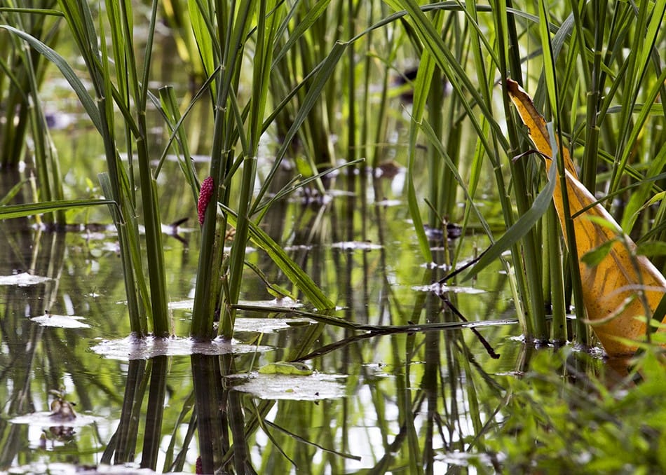 De jolies grappes qui cachent un ennemi des fermiers