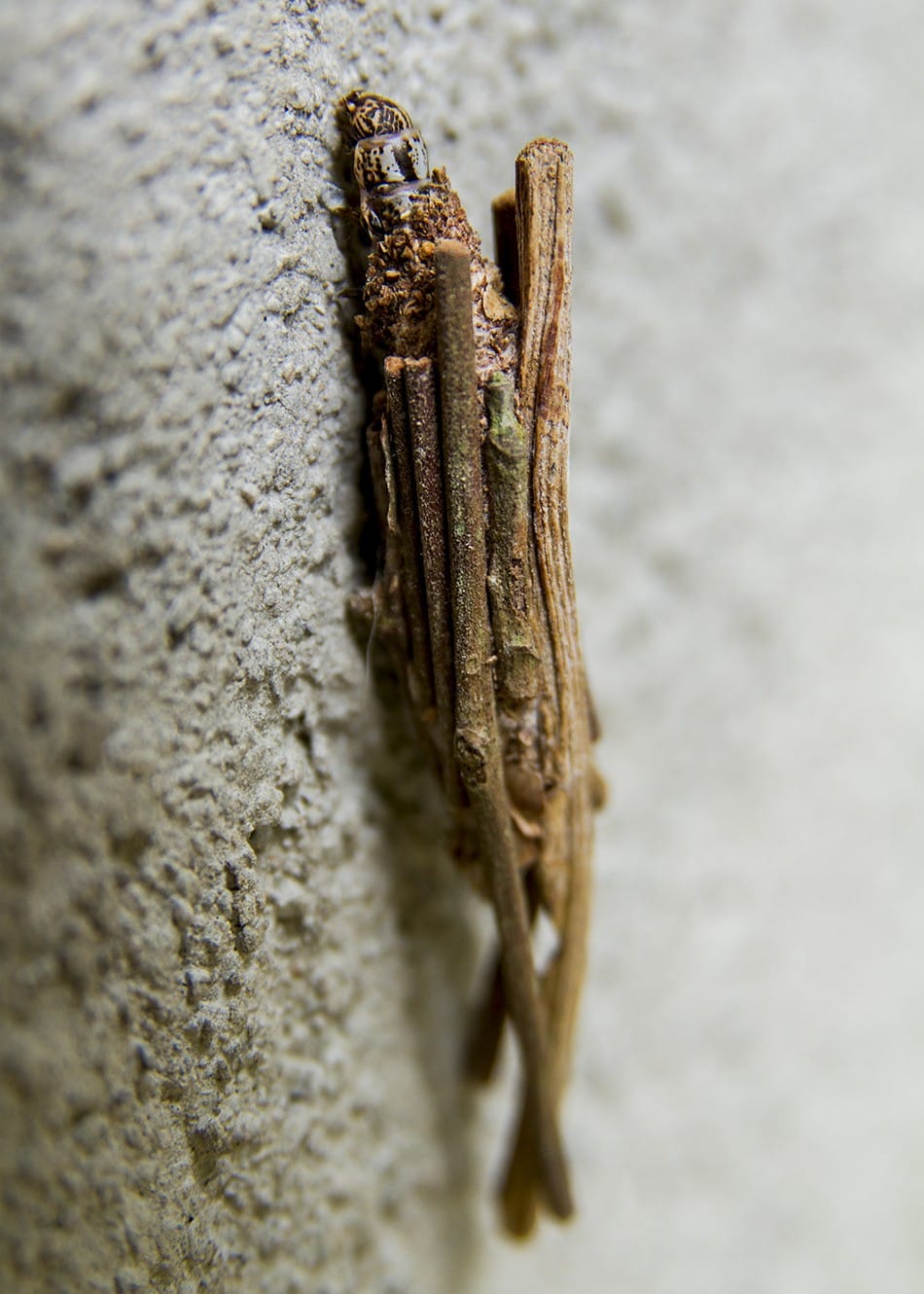 Surprenante chenille