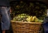 Livraison de bananes au marché