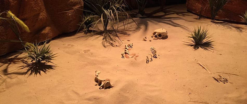 Scènes de crimes à résoudre Scènes de crimes à résoudre