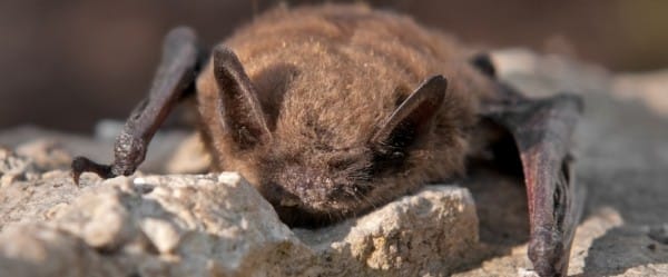 Trois chauves-souris en voie de disparition 