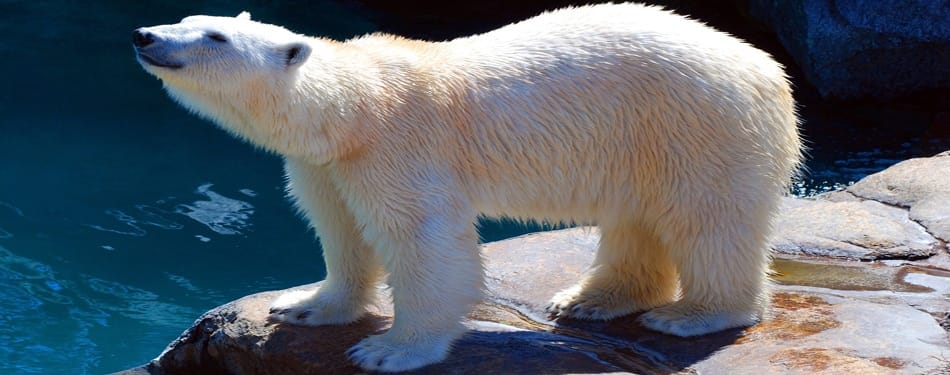 L'ours polaire a-t-il un GPS interne? 