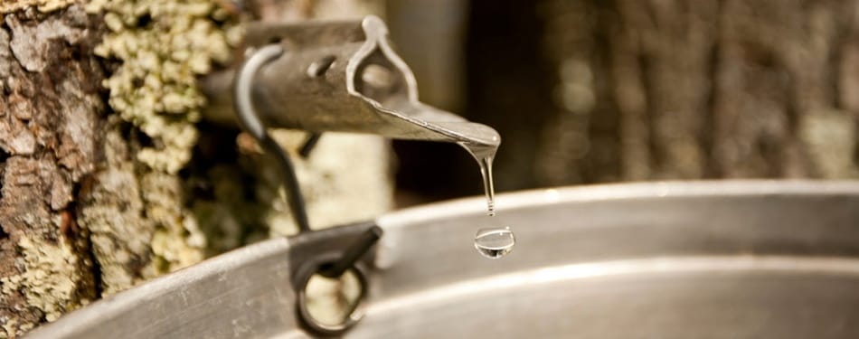 Eau d'érable : une bonne cure de printemps? Eau d'érable : une bonne cure de printemps?