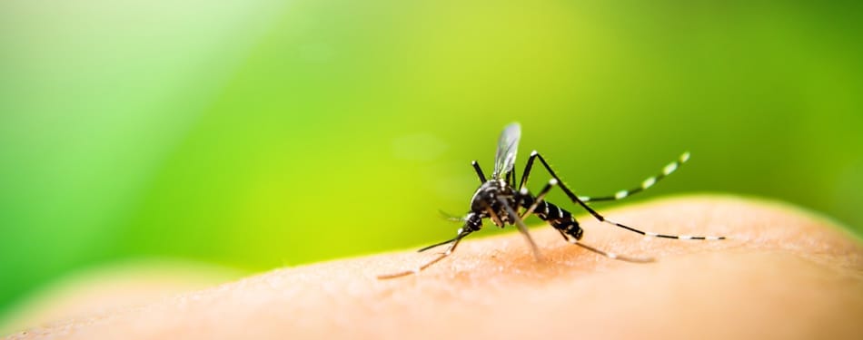 Les chasse-moustiques, tous aussi efficaces?